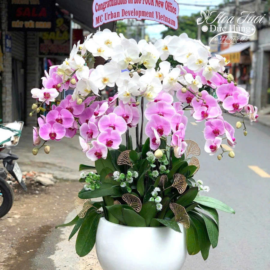 Chậu Lan Hồ Điẹp Tặng Khai Trương